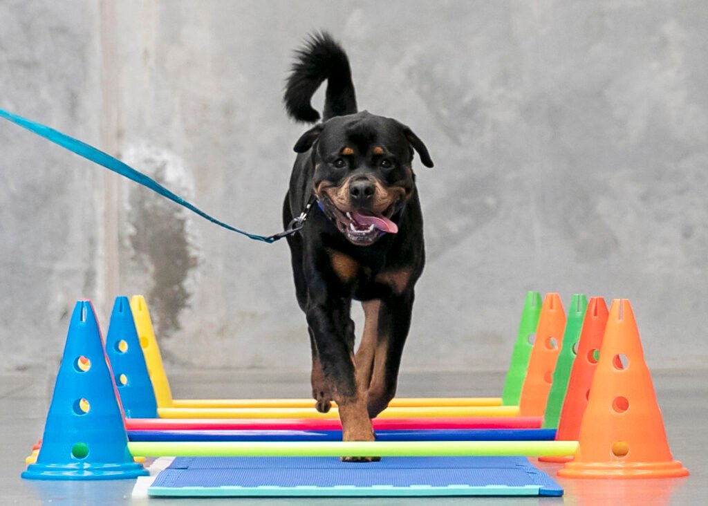 fisioterapia_mascotas_fuerteventura