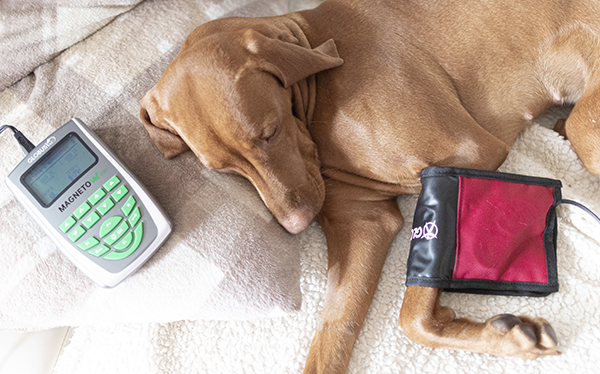 magnetorterapia mascotas furteventura