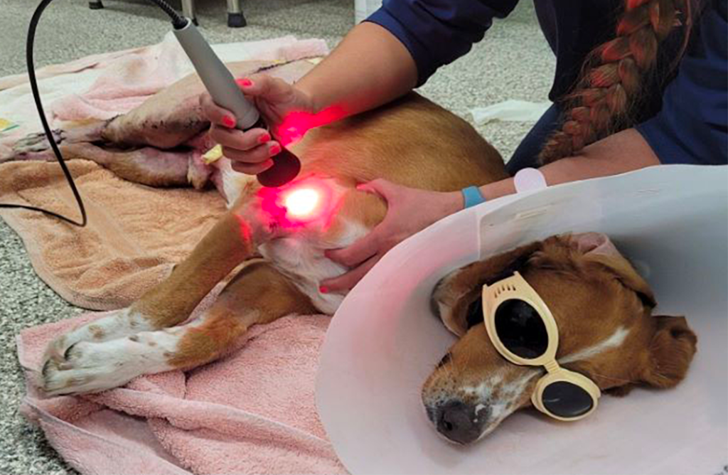 terapia laser mascotas fuerteventura
